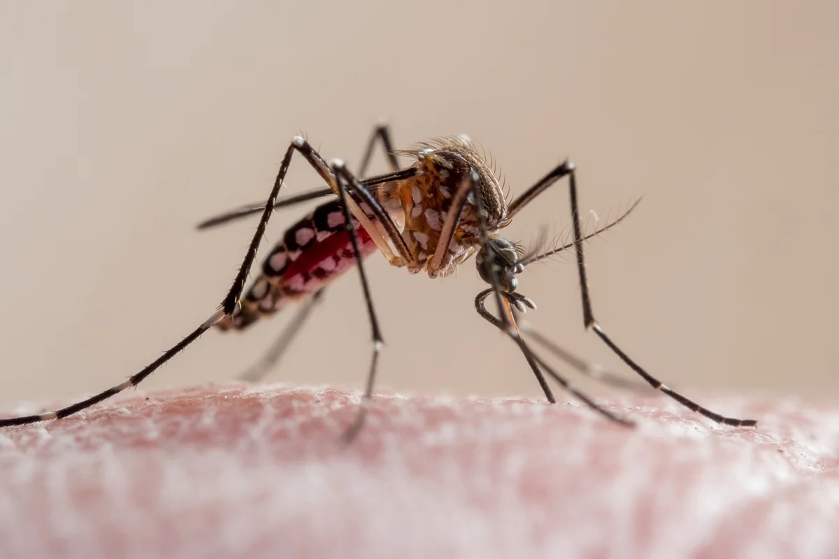 Ministério da Saúde alerta sobre risco de aumento de dengue e chikungunya devido ao El Niño