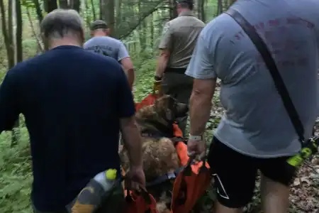 Resgate de cachorra ferida em trilha na Pensilvânia mobiliza bombeiros e voluntários