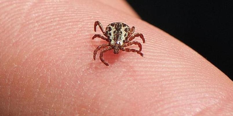Minas Gerais confirma três mortes por febre maculosa em Jeceaba, elevando o total de óbitos no estado para 13 neste ano