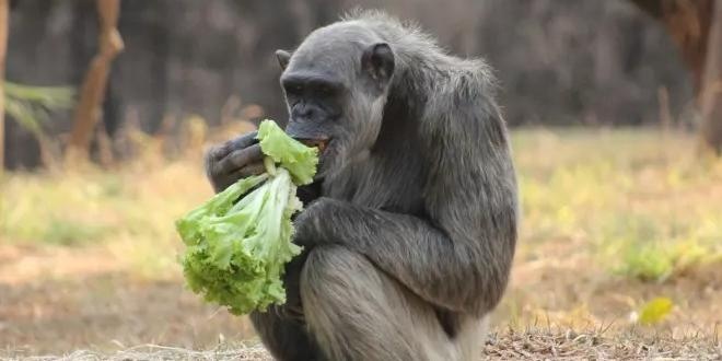 Chimpanzé Serafim, do Zoológico de Belo Horizonte, sofre lesão cerebral e está sob cuidados médicos