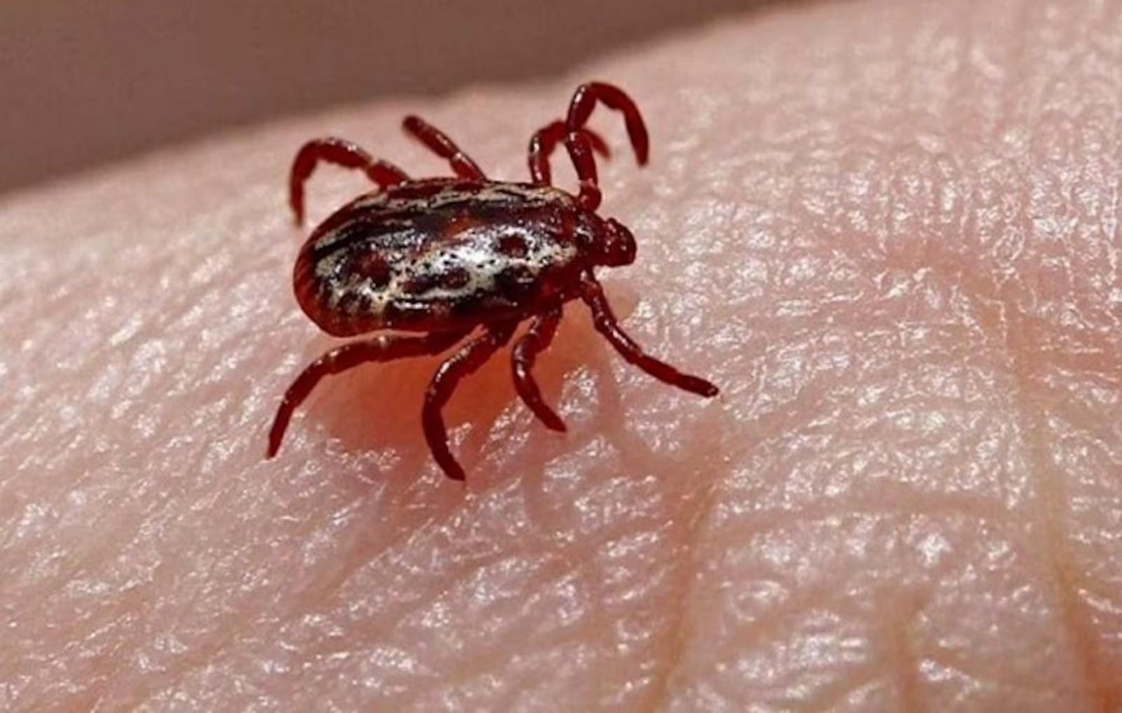 Minas Gerais registra 14 mortes por febre maculosa em 2026, com três ocorrências em Jeceaba