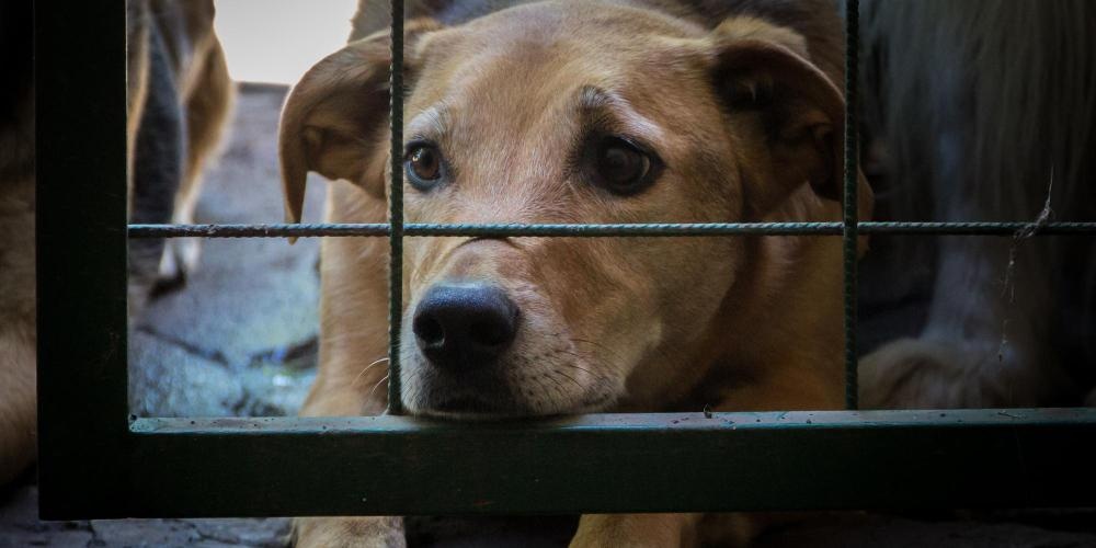 Nova lei em Belo Horizonte determina ressarcimento de despesas públicas por maus-tratos a animais condenados pela Justiça