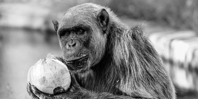 Morre aos 39 anos o chimpanzé Serafim, símbolo do Zoo de Belo Horizonte, após diagnóstico de lesão cerebral