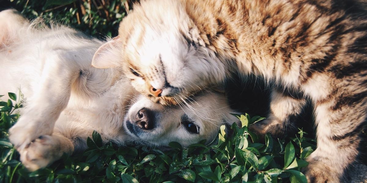 Belo Horizonte amplia pontos de vacinação antirrábica para cães e gatos na região Nordeste até sábado