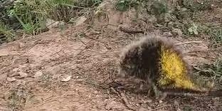 Resgate de ouriço-cacheiro em árvore em Formiga resulta em cachorro atingido por espinho no focinho