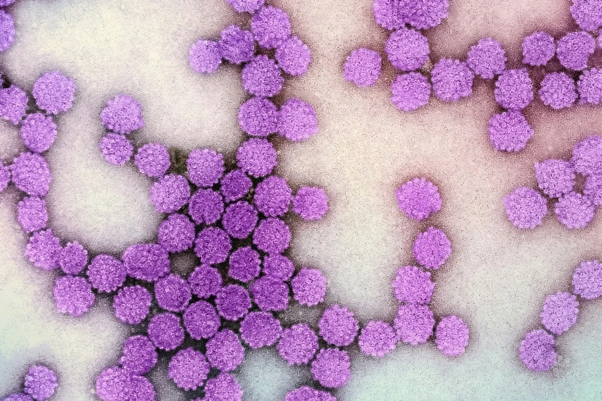 Terapia epigenética demonstra potencial na redução da atividade do vírus da hepatite B em estudos pré-clínicos