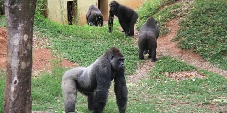Zoológico de Belo Horizonte promove programação gratuita em celebração ao Dia Mundial do Gorila