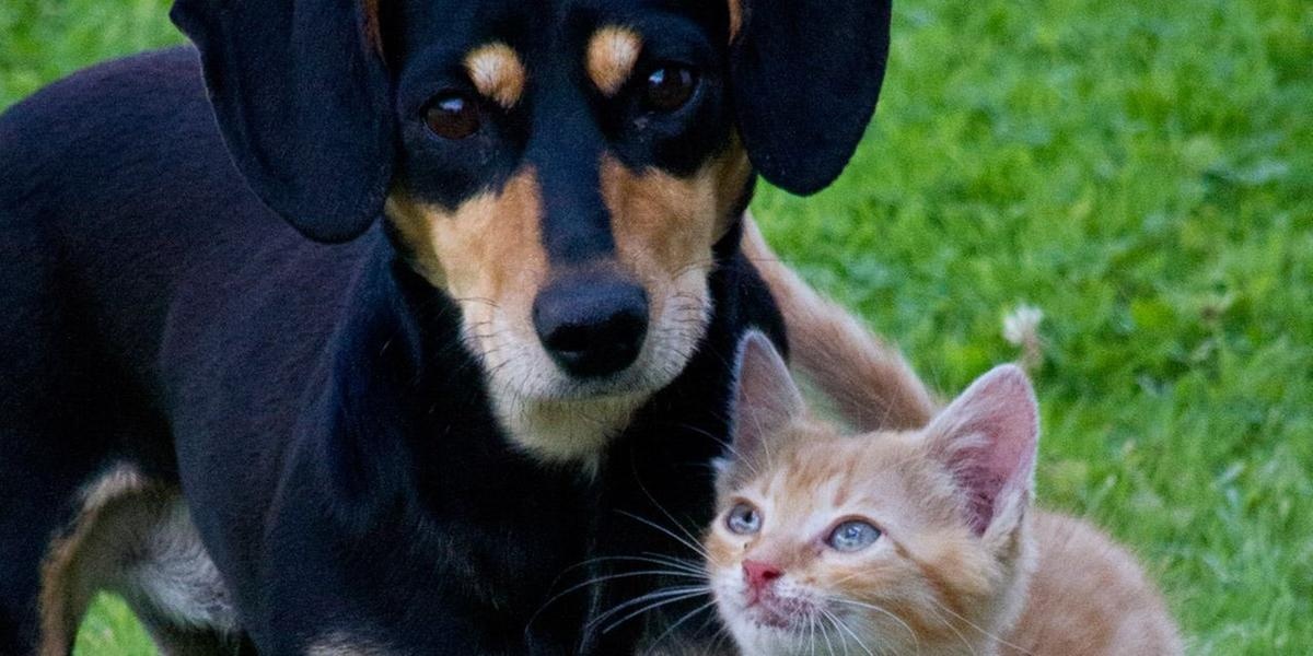 Belo Horizonte inaugura centro de alta complexidade para atendimento veterinário de cães e gatos no bairro Buritis