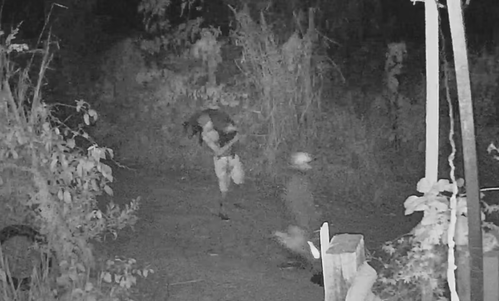 Homem é filmado carregando porco após furtar animal de fazenda em Minas Gerais