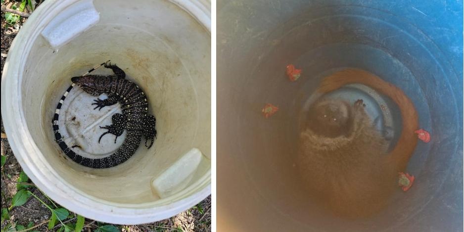Animais silvestres são resgatados em residências na região Centro-Oeste de Minas
