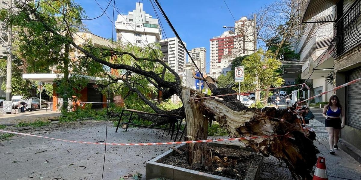 Árvore de grande porte cai na região Centro-Sul de Belo Horizonte, bloqueando rua e atingindo veículos