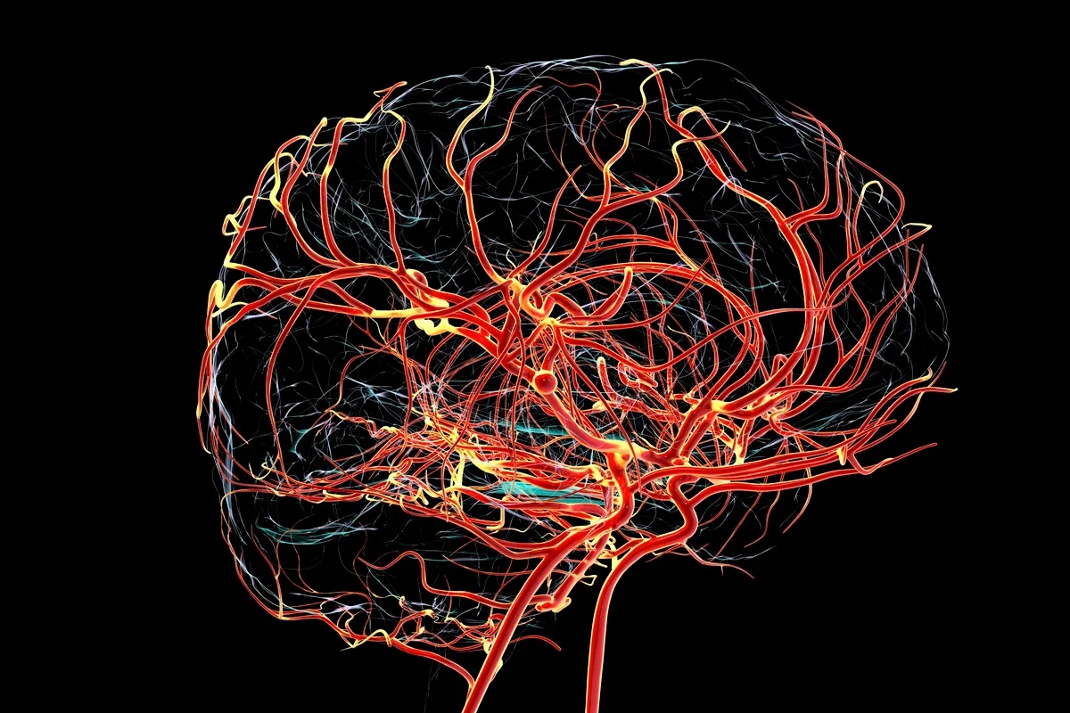 Alterações Cerebrais Relacionadas ao Alzheimer Podem Ocorrer Antes de Perda de Memória, Aponta Estudo com Macacos