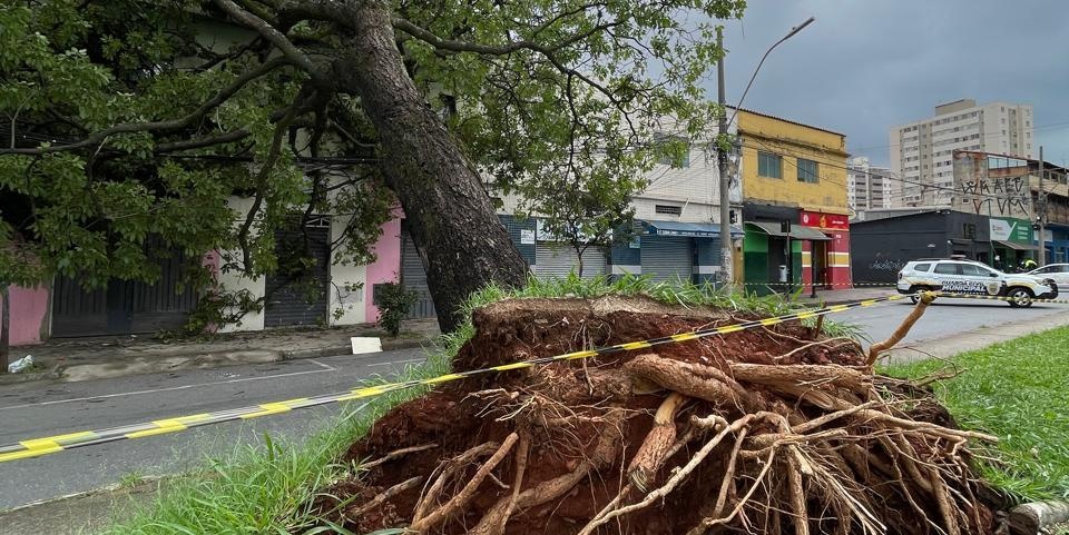 Temporais provocam 64 ocorrências de quedas de árvores na Grande BH em 24 horas