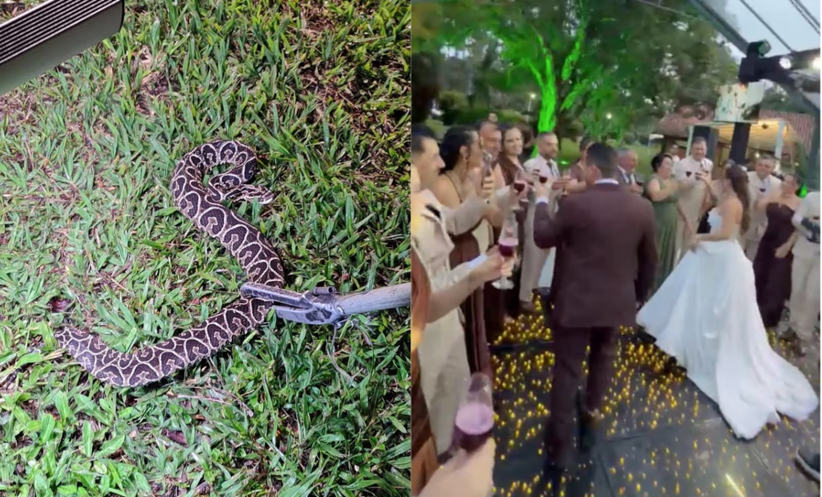 Cobra urutu-cruzeiro invade pista de dança e interrompe festa de casamento em Santa Rita do Sapucaí