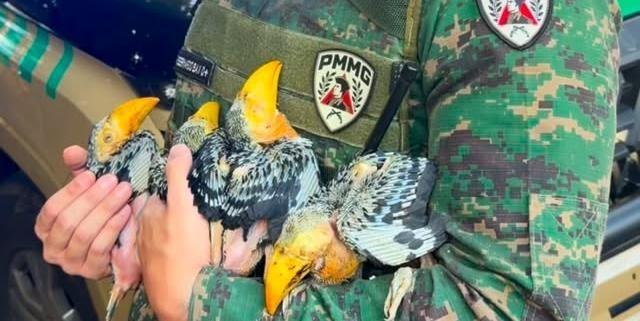 Quatro filhotes de tucano são resgatados após queda de árvore durante temporal em Belo Horizonte
