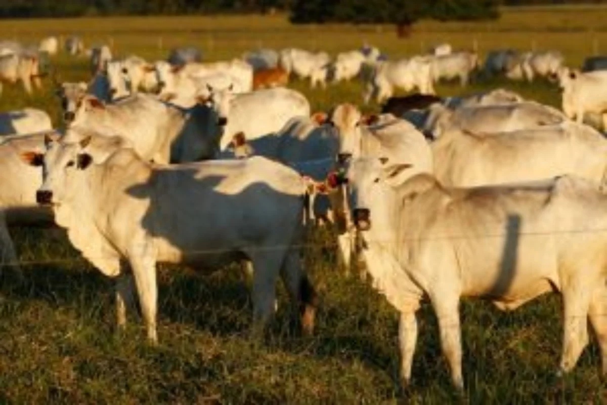 Exportação de carne bovina para a China sofre queda de 93,5% após Brasil atingir cota máxima