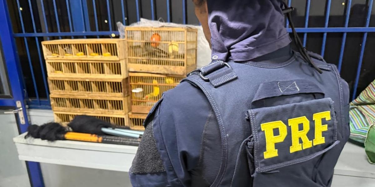Polícia apreende 16 aves silvestres transportadas ilegalmente em Minas Gerais