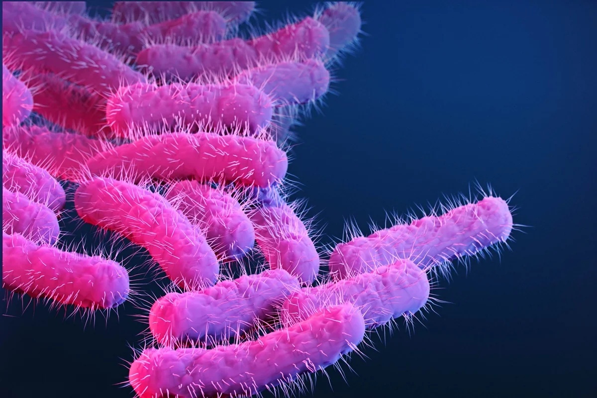 Resistência de bactéria causadora de diarreia a antibióticos aumenta em casos transmitidos sexualmente