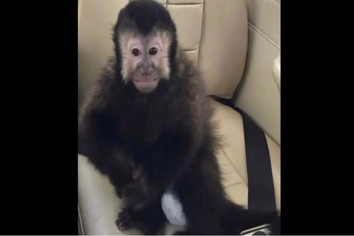 Macaco que invadiu condomínios em Salvador morre após ser capturado e suspeitas de intoxicação