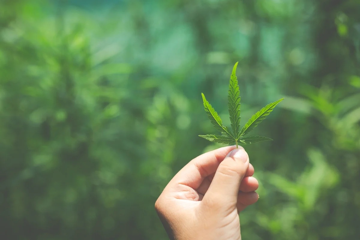 Revisão científica aponta insuficiência de evidências para uso da cannabis medicinal no tratamento da insônia