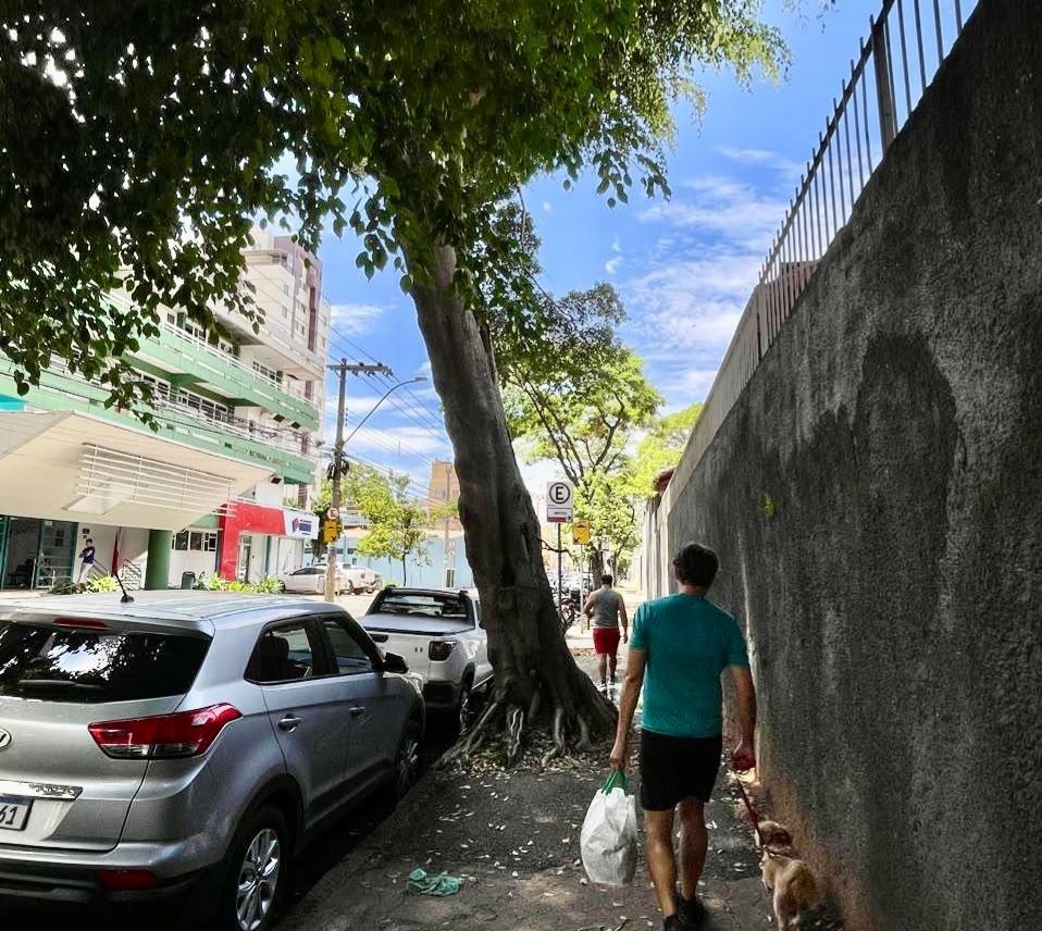 Moradores e trabalhadores solicitam vistoria urgente em árvore inclinada na região Oeste de Belo Horizonte devido ao risco de queda