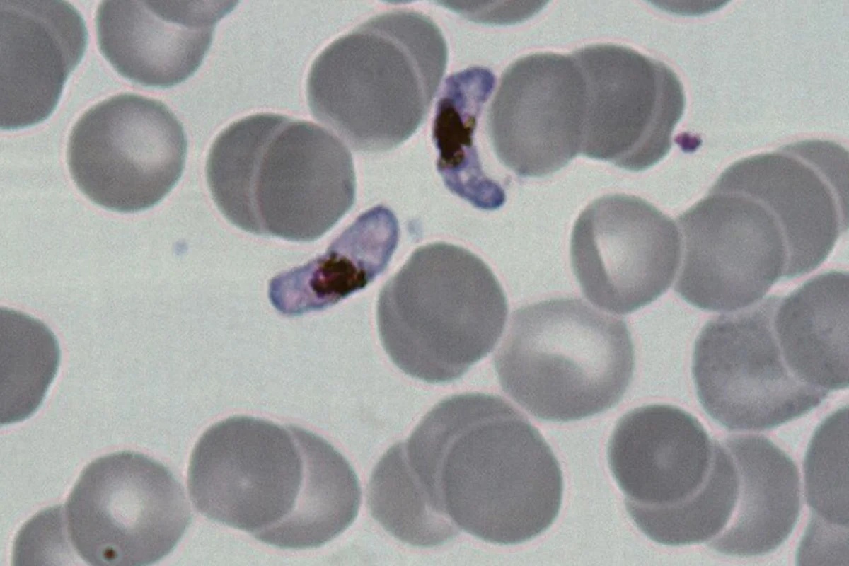 Pesquisadores identificam mecanismo que permite ao parasita da malária utilizar melatonina para seu desenvolvimento