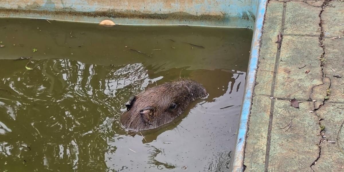 Capivara é resgatada após ficar presa em piscina desativada em Congonhas, Minas Gerais