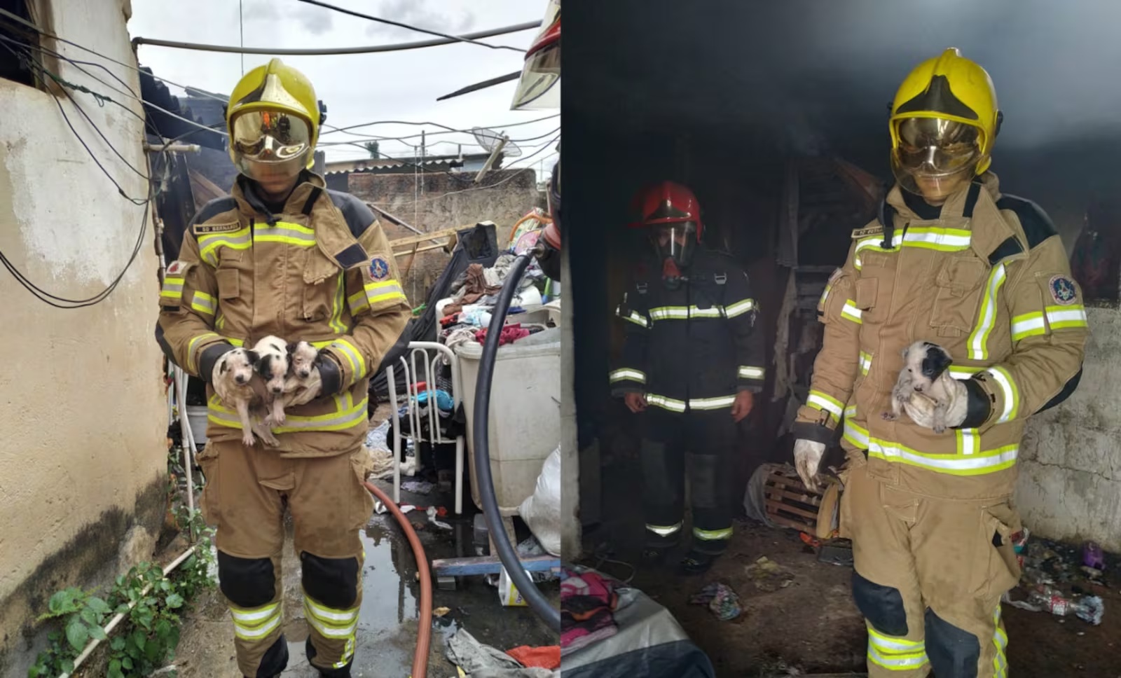 Oito filhotes de cachorro são resgatados de residência que incendiou em Araxá, Minas Gerais