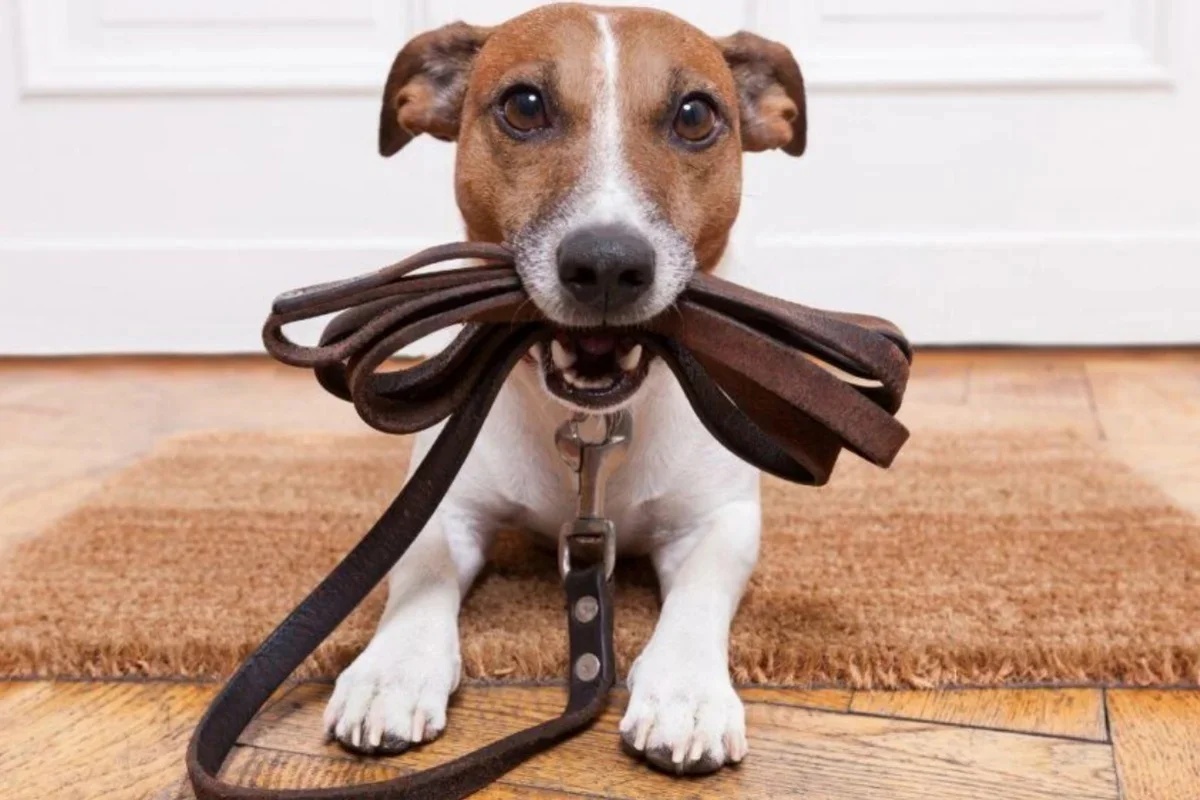 Levar pets às seções eleitorais nas eleições de 2026 não é permitido, exceto para cães-guia