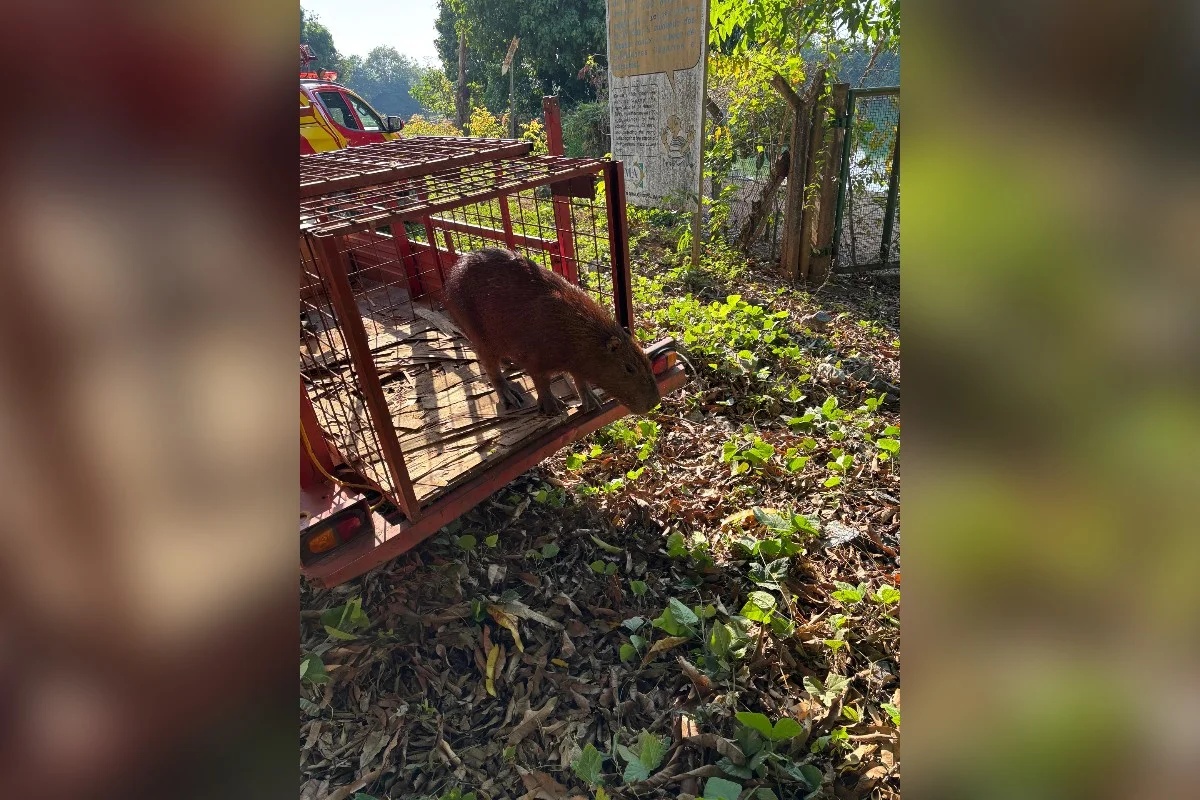 Capivara é capturada por bombeiros após invadir ambulatório em Minaçu, Goiás