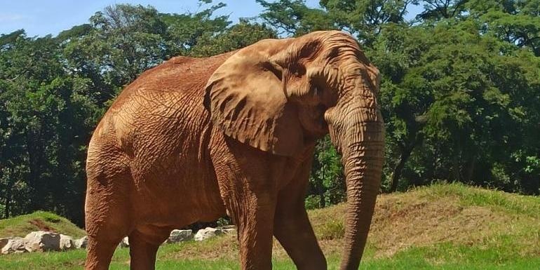 Zoológico de Belo Horizonte inicia venda de ingressos online para visitas a partir desta terça-feira (20)