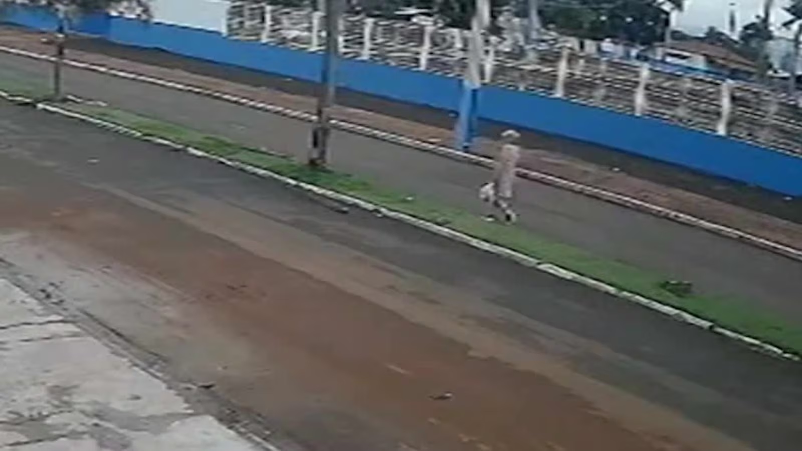 Motorista sem CNH atropela idosa em MG, foge do local e é liberado após prisão; vídeo registra acidente