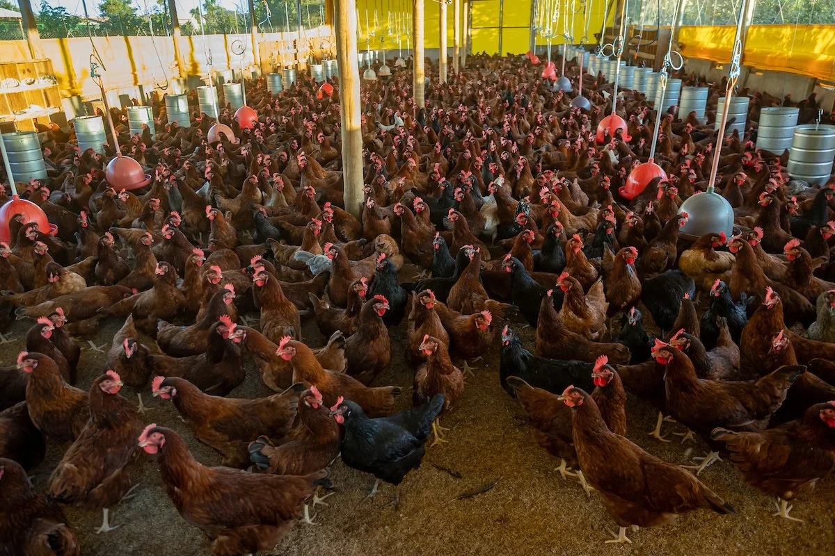 China limita importações de carne de aves de Santa Catarina após surto de doença de Newcastle