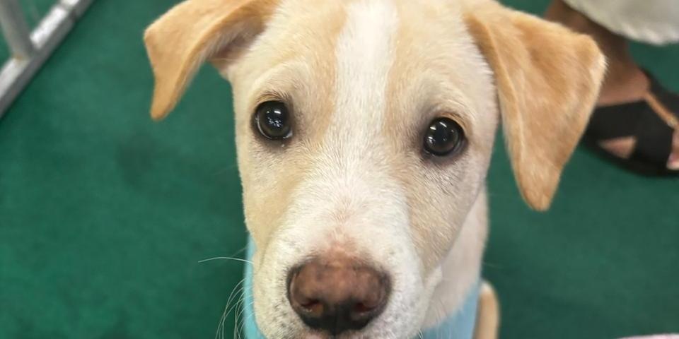 Feira de Adoção de Cães e Gatos será realizada neste fim de semana no Pátio Savassi, em Belo Horizonte